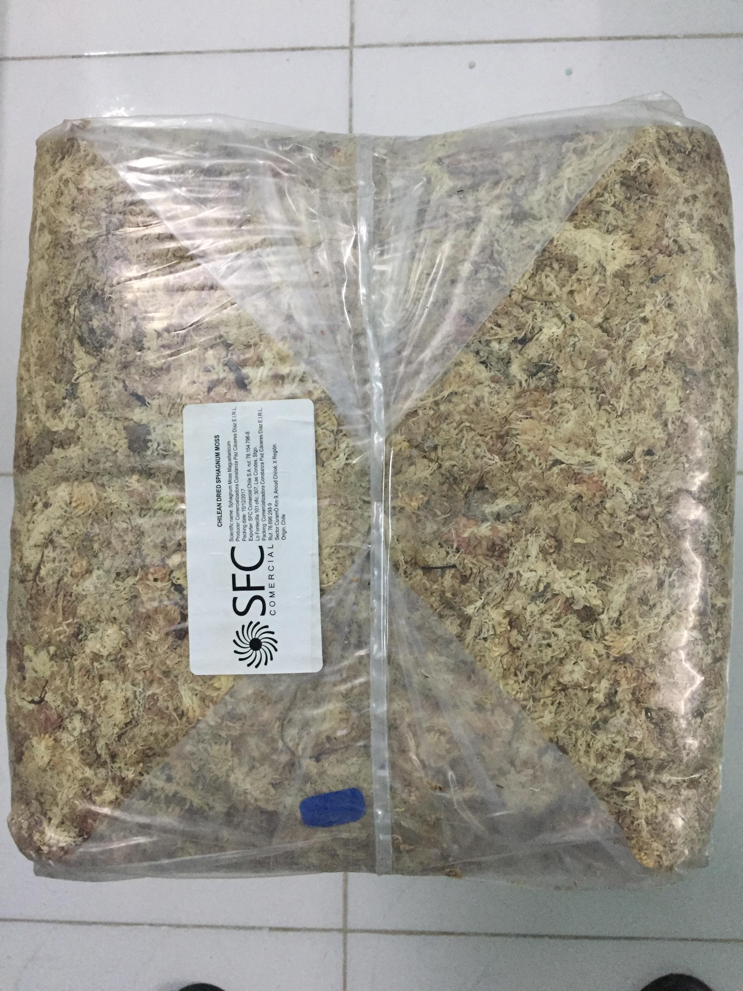 Dớn Chile gói 100gr