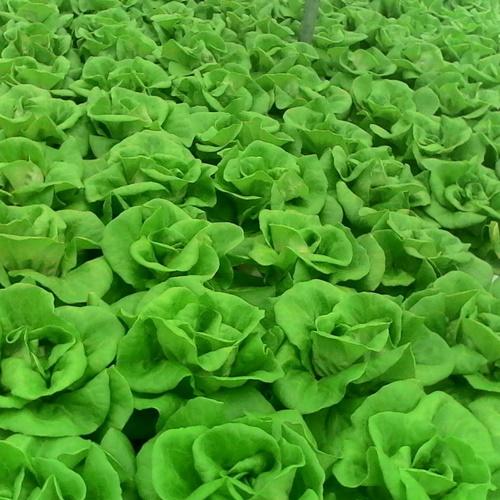 Set 2 Túi Hạt Giống Rau Xà Lách Cuộn Trắng. Mỗi Túi 0,2 Gram - Năng Xuất Cao - Bổ Dưỡng - Giá Khuyến Mại - Kèm Quà Tặng.