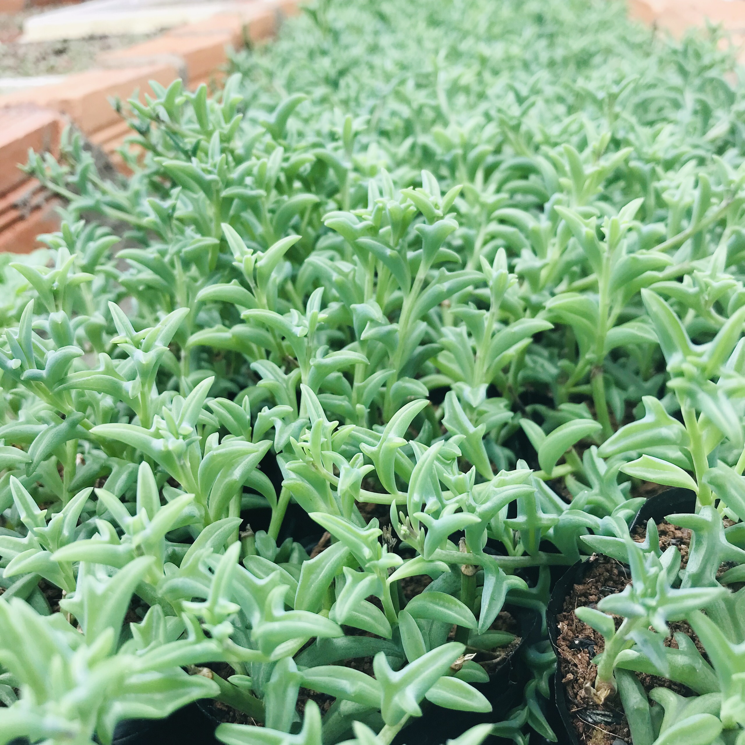 SEN ĐÁ CÁ HEO SIZE BÉ KHOẺ ĐẸP LỖI 1 ĐỔI 1
