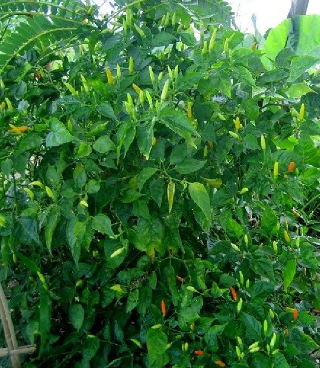 "Gói 0.1Gr Hạt " Hạt giống ỚT XIÊM Siêu Cay