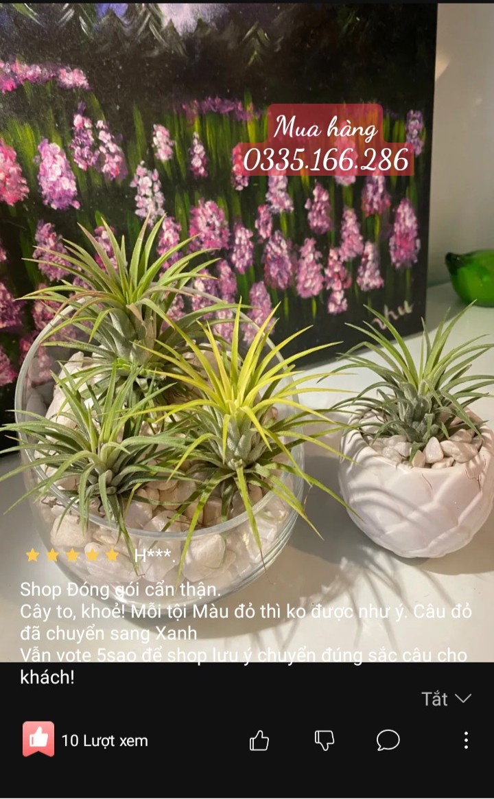 Cây không khí thạch thảo lá đỏ (cây to, đẻ nhánh)