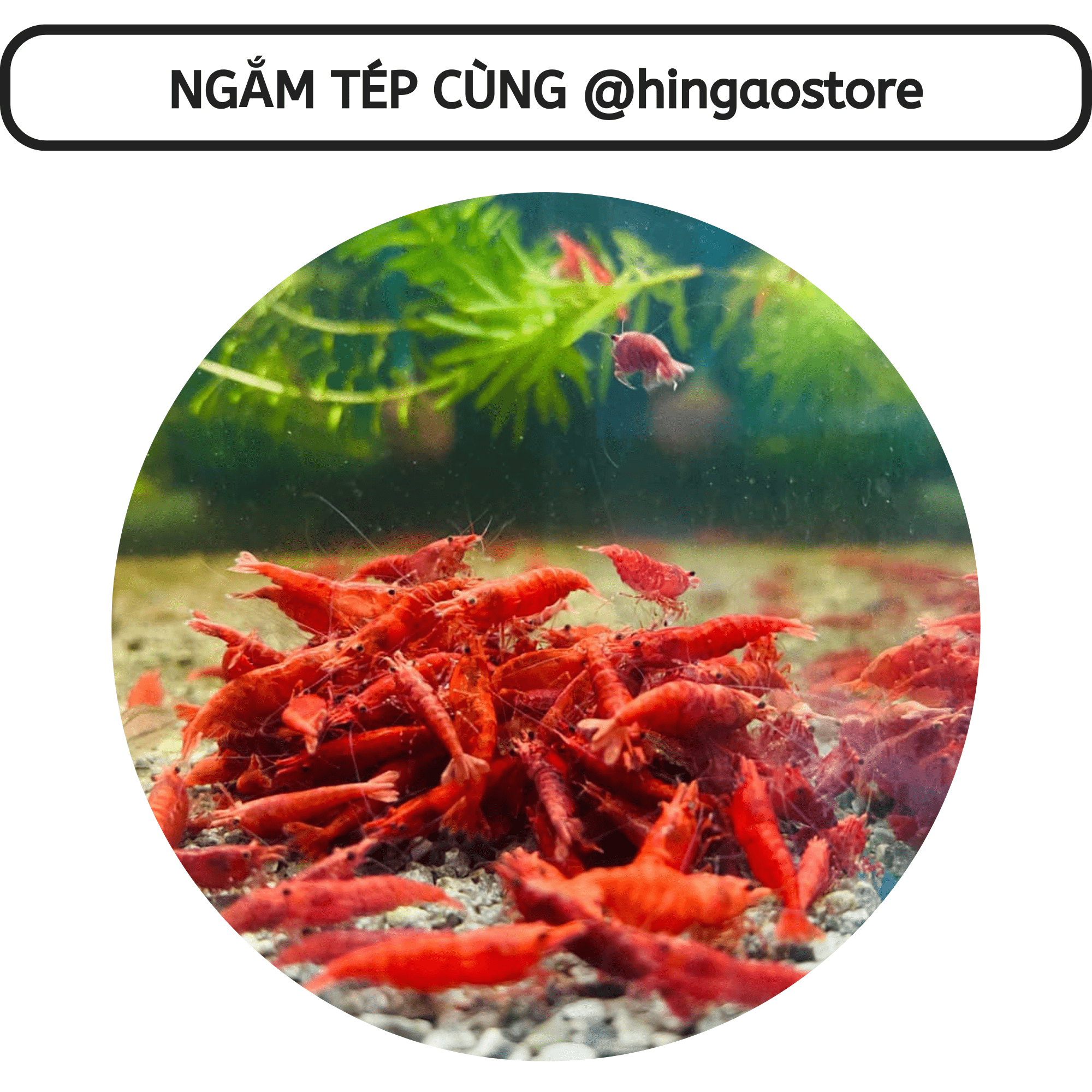 Fish food cage-fish accessory | Hingaostore.