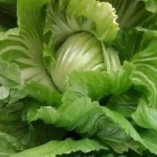 Hạt Giống Cải Bẹ Dưa Phú Nông Gói 20gr