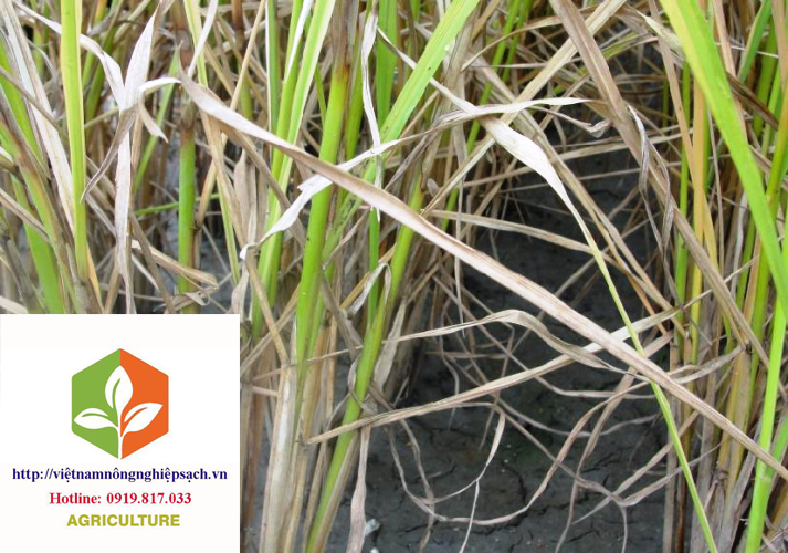 HELP 400SC – TRỪ BỆ-NH LEM LÉP HẠT, ĐẠO ÔN VÀ KHÔ VẰN TRÊN CÂY LÚA