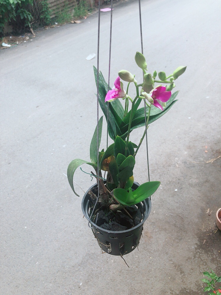 [HCM]Lan Dendro Tím