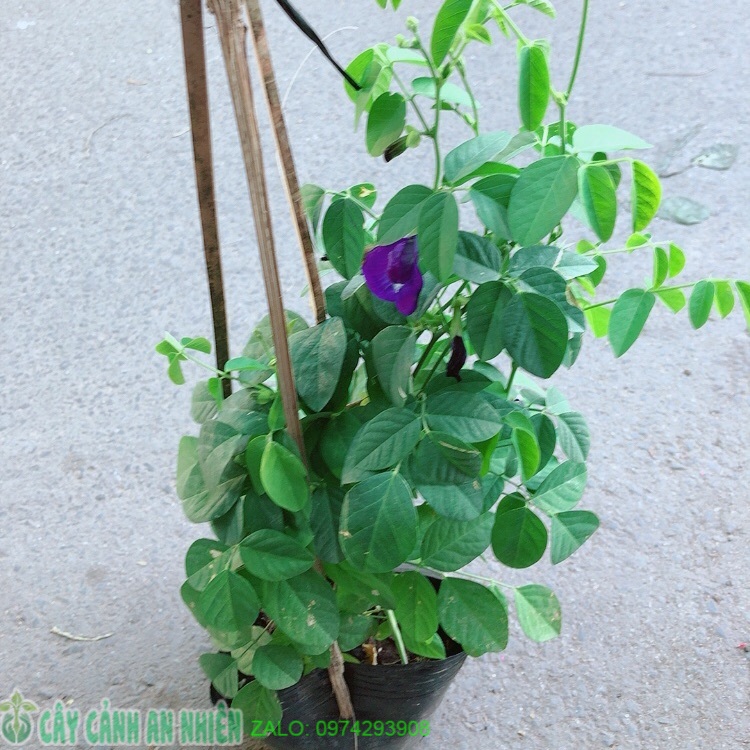 Cây Hoa Đậu Biếc