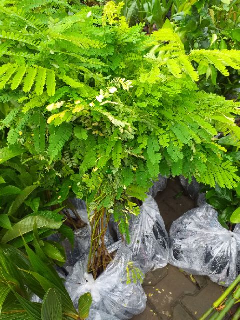 Cây phượng vĩ ,cây đẹp. Cao 70cm.