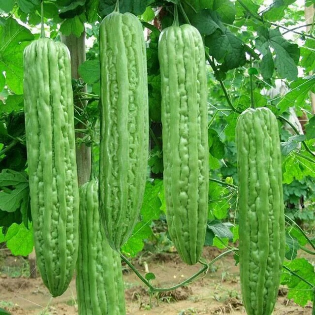 Hạt giống khổ qua khổng lồ - Gói 5 hạt (TẶNG gói kích thích hỗ trợ hạt nảy mầm)