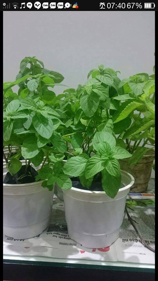 Chậu cây Bạc Hà Nhật - Japanese Mint