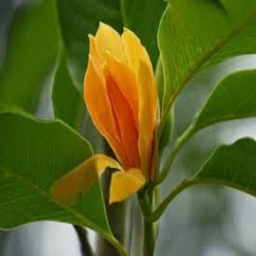 CÂY HOA NGỌC LAN VÀNG