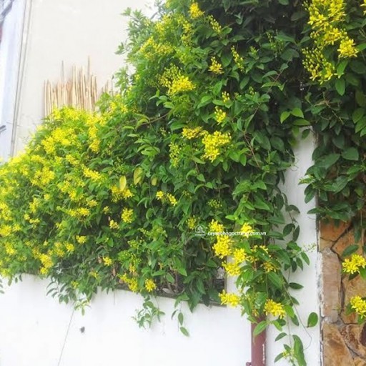 Cây hoa mai hoàng yến thân leo hoa vàng nở hoa quanh năm (ảnh thật số 2)