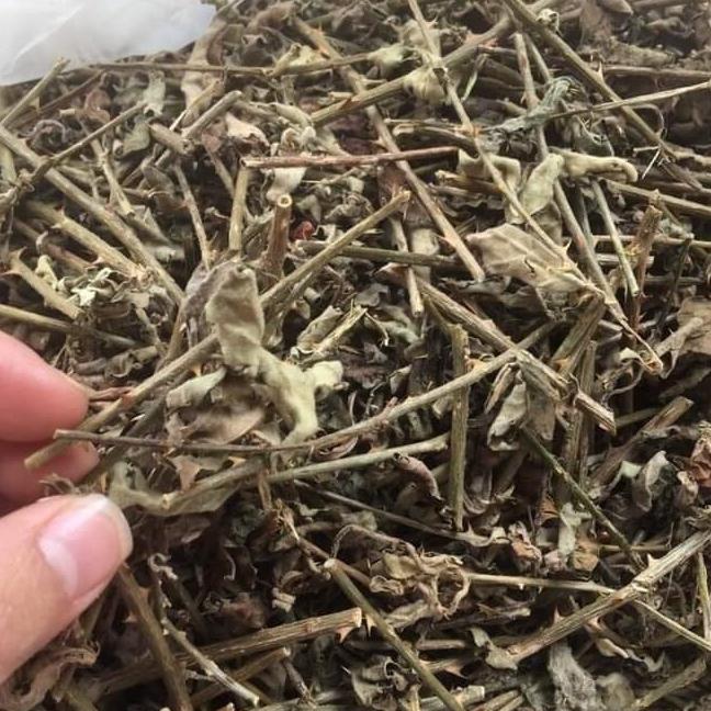 1kg cà gai leo cây