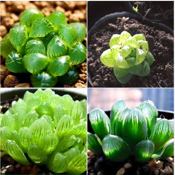 Hạt giống  sen đá kim cương ( sen đá ngọc 200 hạt )