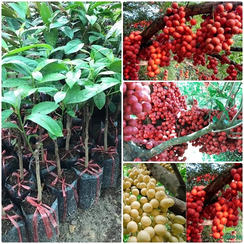 Cây giống bòn bon, dâu thái đỏ - cây giống bòn bon, dâu thái đỏ
