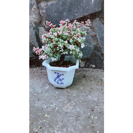 Cành Vàng Lá Ngọc Cổ Thụ