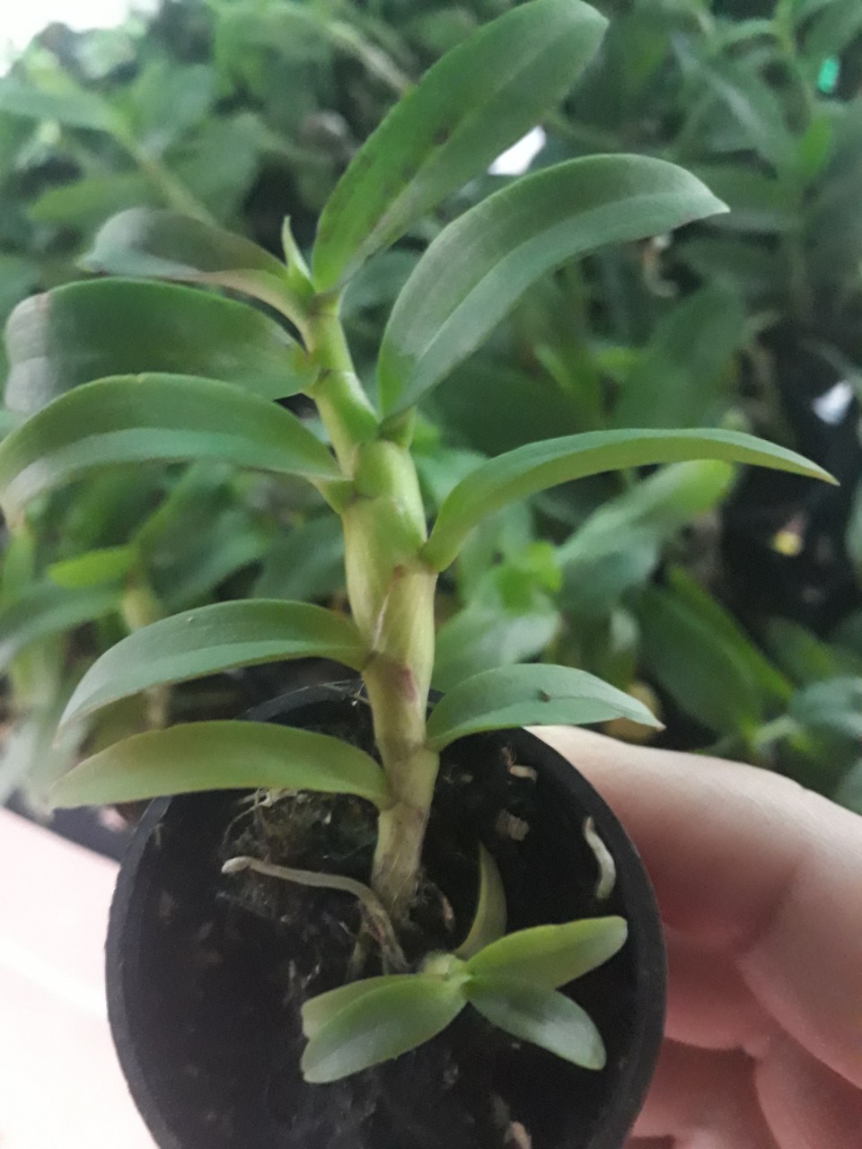 Phi điệp 5ct mắt nai hòa bình