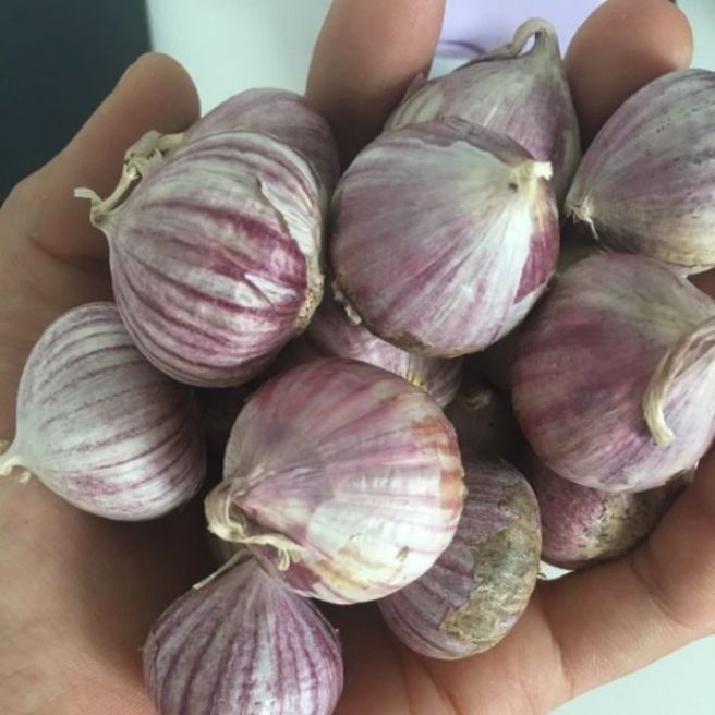 500g tỏi cô đơn