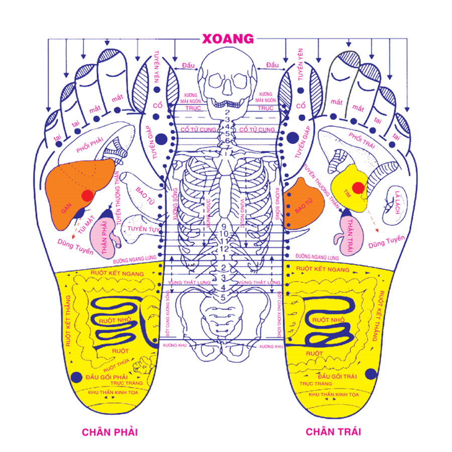 Dụng cụ massage bàn lăn chân Duy Thành YMS03