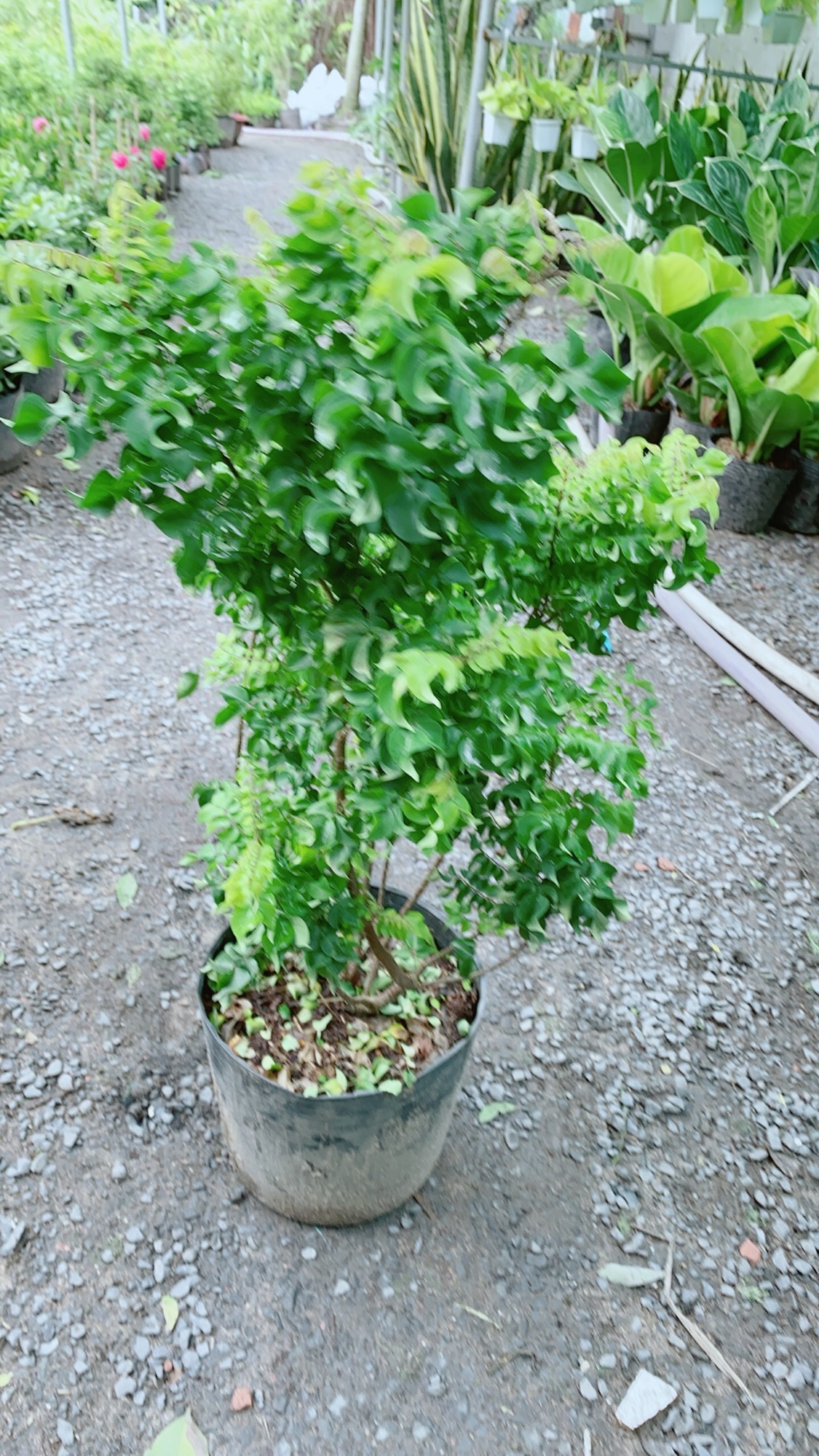 Cây Khế Mỹ