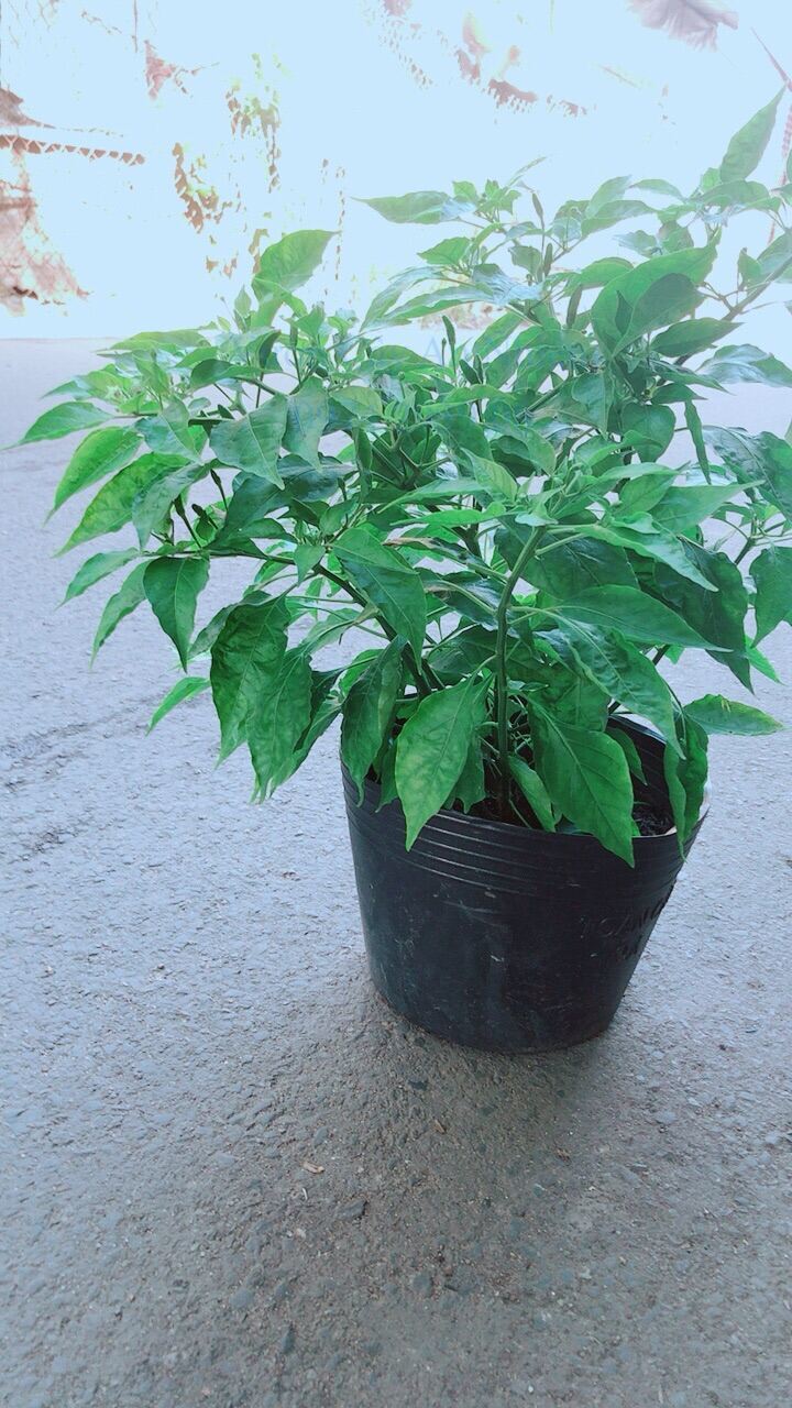 Ớt Chỉ Thiên