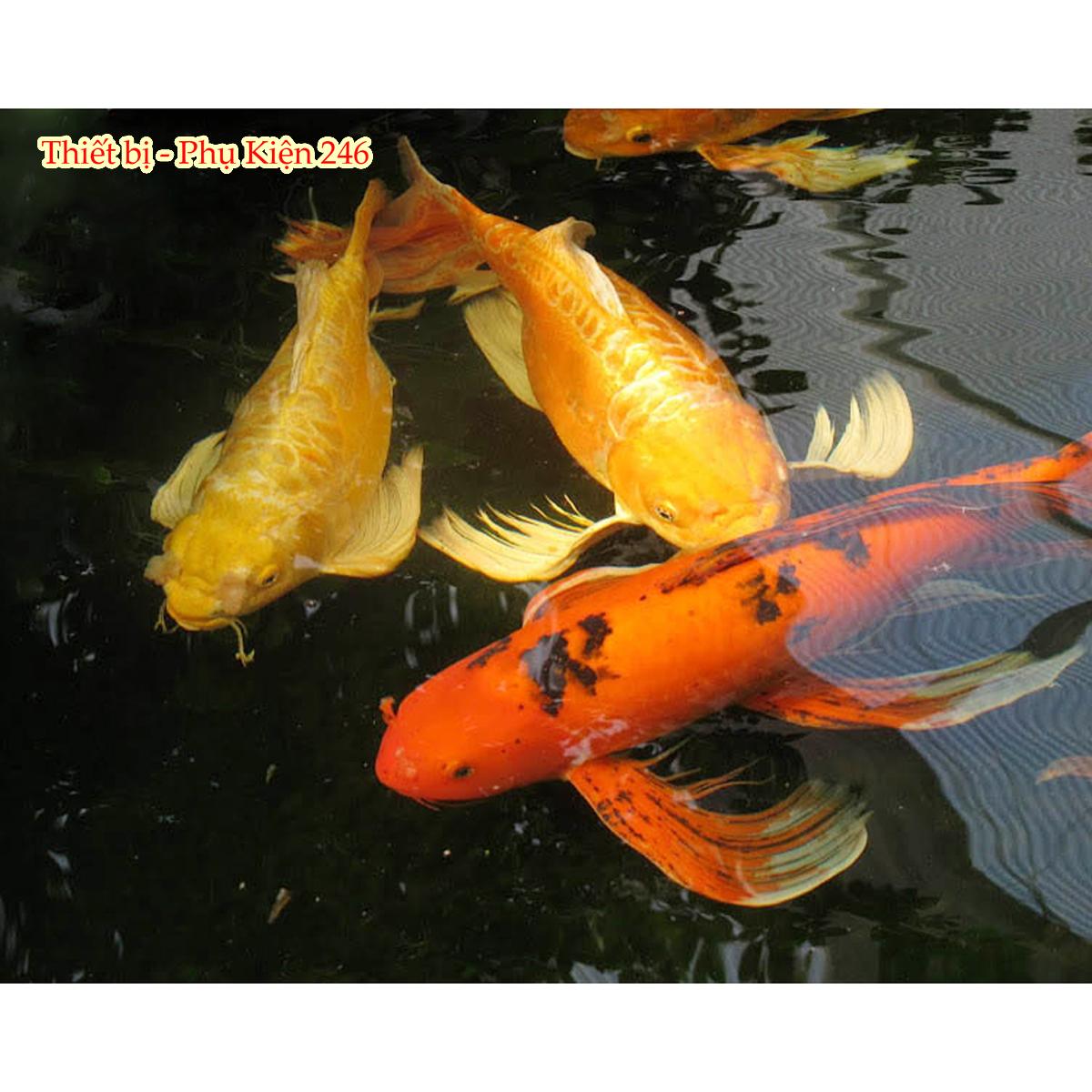 Men vi sinh cho hồ cá Compozyme