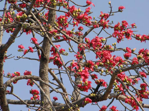 Cây giống Hoa Mỹ Nhân(hoa gạo)