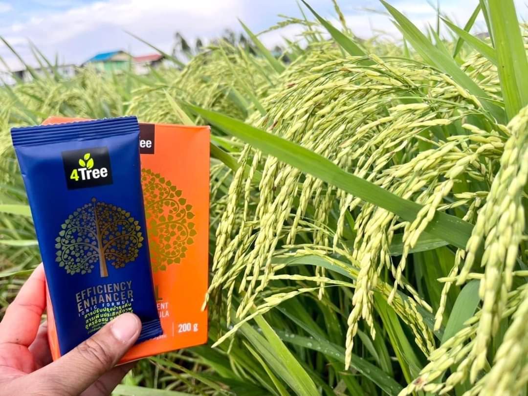 1 gói phân bón hữu cơ 4 tree