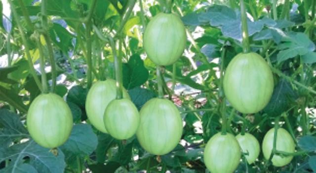 Hạt Giống Dưa Hấu Thu Non (Dưa Canh) Trái Sai Trồng Quanh Năm
