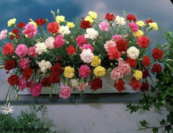[HCM]Hạt Giống Hoa Mười Giờ Nhiều Màu (200 Hạt)