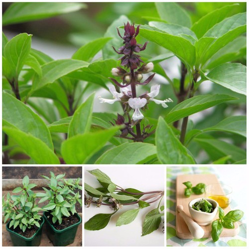Hạt giống Rau húng quế