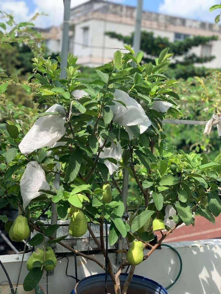 GIỐNG CÂY ỔI LÙN TRỒNG CHẬU