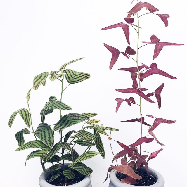 Cây cánh bướm