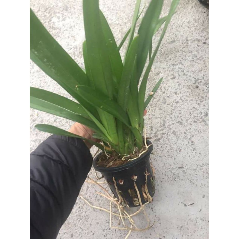 Phong lan kiếm vàng nhập từ Thái Lan