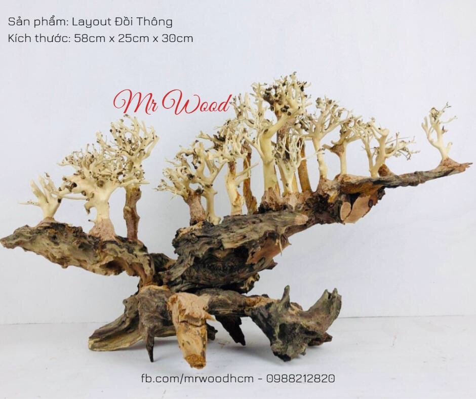 Layout Lũa Đổi Thông cho hồ thủy sinh/ cá cảnh- dài 60cm