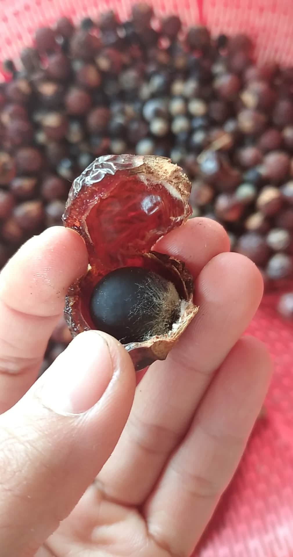 quả bồ hòn 1kg khô đã tách hạt
