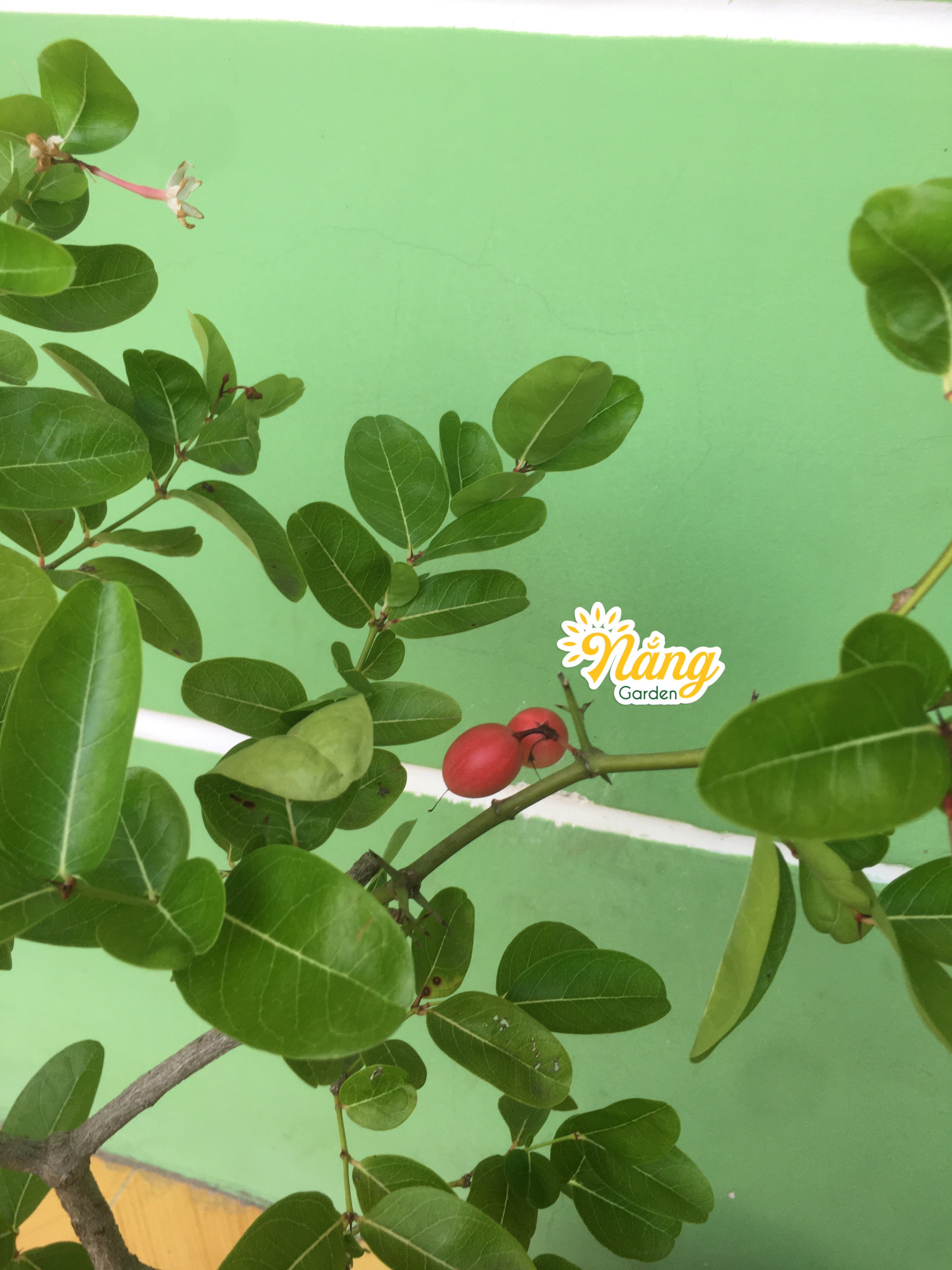 Cây Siro sẵn trái ( cây chiết)