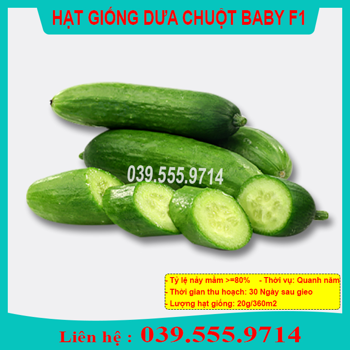 Hạt giống dưa chuột chùm siêu trái ( Dưa baby chùm)