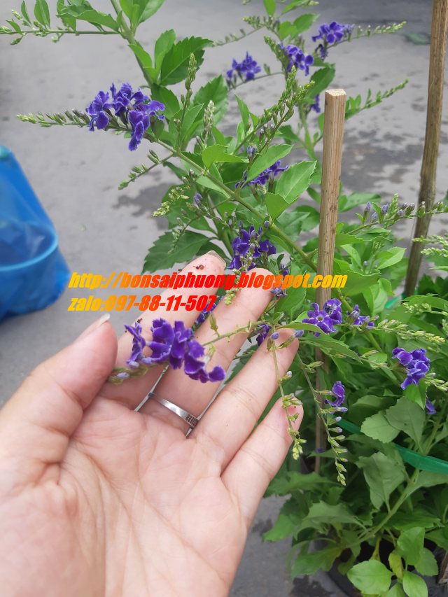 cây chuỗi ngọc