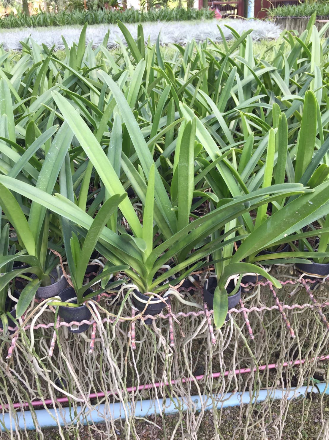 COMBO 5 CÂY GIỐNG LAN VANDA THÁI ĐỦ MÀU