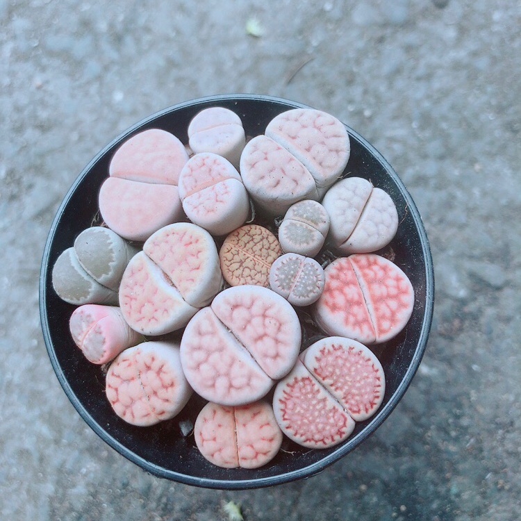 Chậu Cây Thạch Lan (lipthop - hoa sỏi)