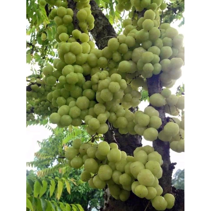 Cây giống chùm ruột ngọt siêu sớm (cây khỏe) (cây giống bảo hành )
