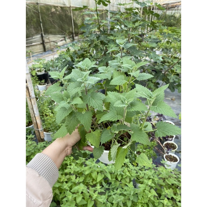 Catnip - bạc hà mèo