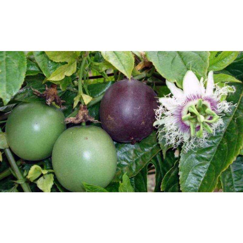 Chuyên cây giống--- Cây chanh leo (chanh dây tím)