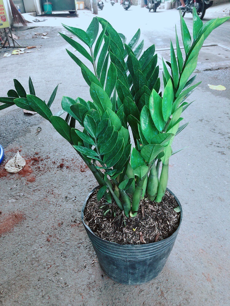 [HCM]Kim Tiền Lớn