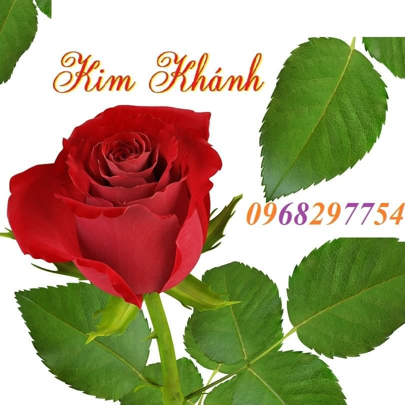 Cây giống Hoa Hồng Cổ Huế