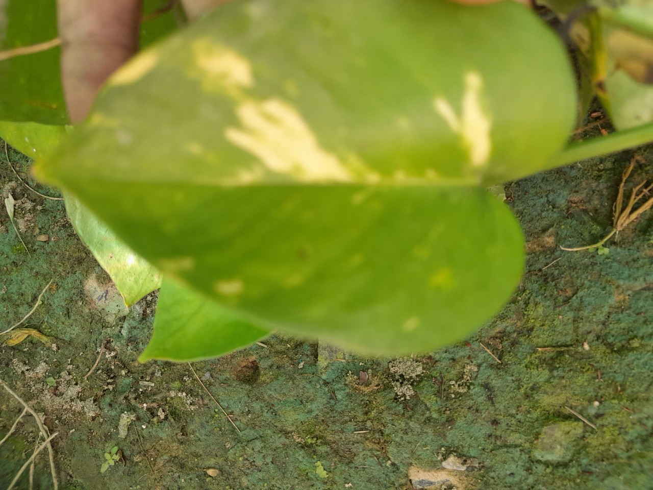 Cây Trầu bà ( trồng đất hoặc thủy sinh đều được)