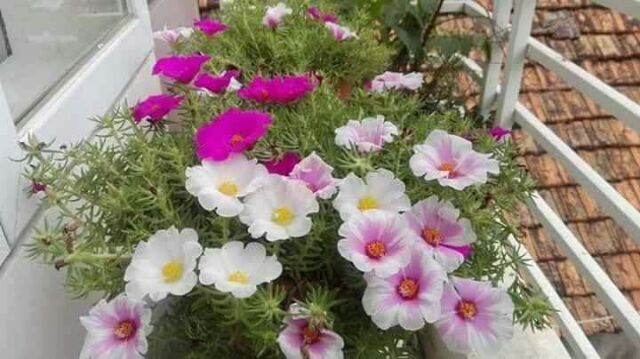 Hoa 10h mỹ cây bán ảnh cuối