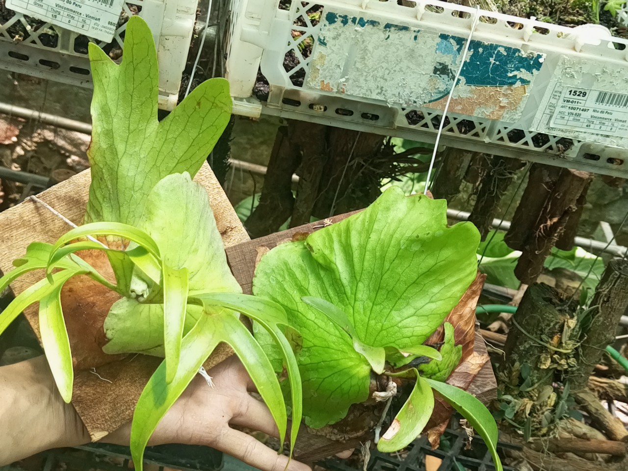 Cây ổ rồng, ghép gỗ có móc treo
