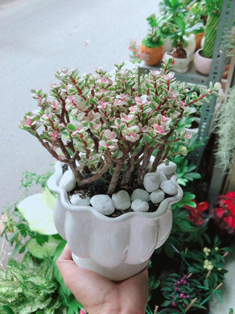 [HCM]Chậu Cây Cành Vàng Lá Ngọc