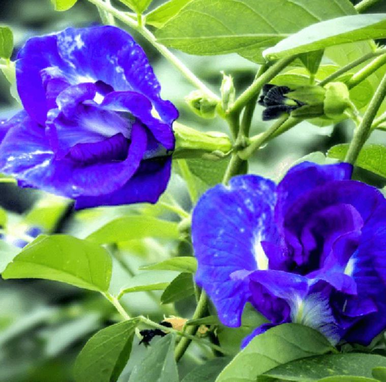 Hạt giống hoa đâu biếc cánh kép (Gói 20 hạt)